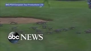 Pack of Mongooses Invade PGA Event