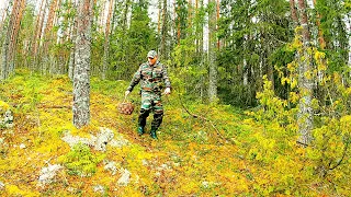 Грибник зашёл в ЕЛИ, СОСНЫ и ОБАЛДЕЛ! Всегда проверяйте ТАКИЕ МЕСТА весной! Новый лес, поляны ГРИБОВ