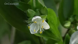 Традесканция. Как цветет традесканция. Tradescantia.