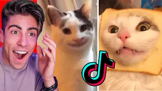 THE MOST FUNNY CATS OF TIKTOK !!!
