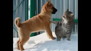 😺 Stop! Dogs were not invited! 🐕 Funny video with dogs, cats and kittens! 😸