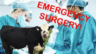 Emergency 🚨Surgery | Cattle Birth C Section !!