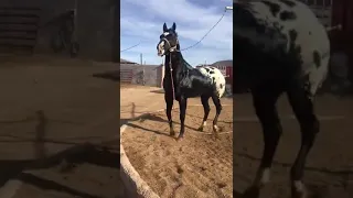 Необычный жеребёнок чубарой масти / аппалуза / The most beautiful appaloosa horse