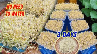 Growing bean sprouts this way is very simple, no need to water every day