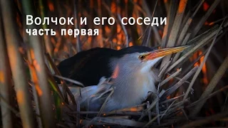 Little Bittern (Ixobrychus minutus) in the nest. Part 1