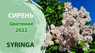 Сирень/Цветение сирени/Syringa/Lilac blossom