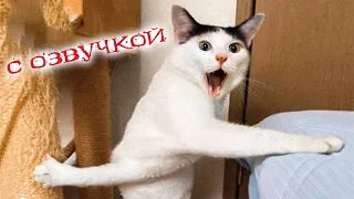 Приколы с котами с озвучкой! Смешные коты! Самые Смешные животные!