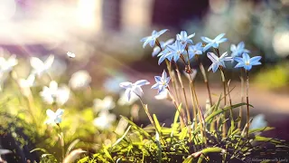 Springtime Serenity in Bloom - Relaxing Piano Music for Sleep, Yoga, Study, Meditation, and Romance