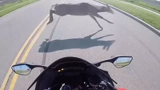 Animals Vs Bikers