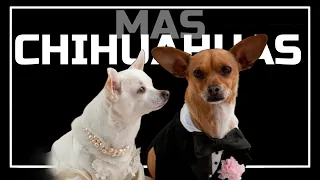 Revisitando Una chihuahua de Beverly Hills 2