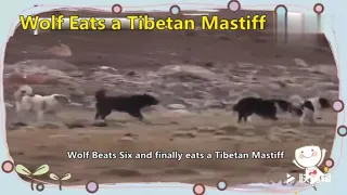 Amazing Wild Animal Attacks - Wolf Eats Tibetan Mastiff