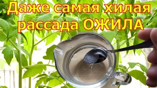 Соседи в шоке!  За 2 Дня Стебель у Рассады Жирный и Крепкий!