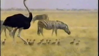 CH4 Out of Africa - Never Built to Fly (narrated by Sean Barrett) (Oct 1997)