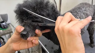 Poodle GROOMING Transformation #2