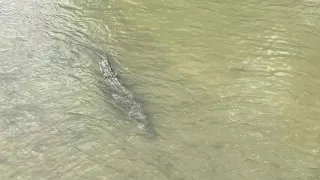 Saltwater crocodile in the river during low tide | Sungei Buloh Wetland Reserve | Singapore