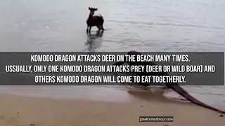 Waaooohh!!! Komodo Dragon Attacks Deer on the Beach in Komodo Island