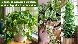 5 Tricks to Increase Coloration and Variegation in Pothos Plant