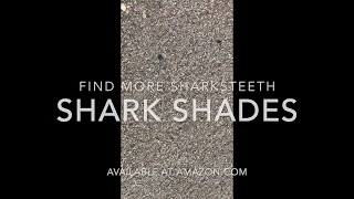 Find More Sharks Teeth with Shark Shades