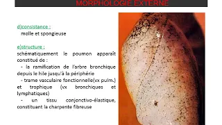 ANATOMIE DU THORAX: Poumon et Plèvre