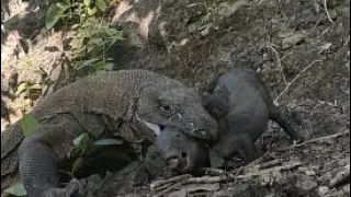 Komodo dragon swallow piglets alive