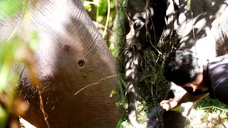 Elephant injured with gun shooting treated in a dense forest after a strenuous effort
