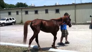 The Most Amazing Horse Starvation Rescue you May ever see