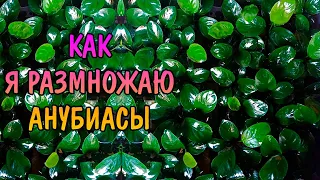 КАК Я РАЗМНОЖАЮ АНУБИАСЫ