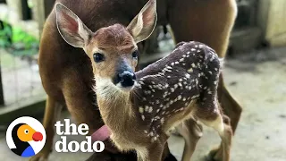 Fawn Comes To Lady's Door Every Morning | The Dodo Little But Fierce