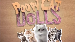 Кошки поют! | POOPY CAT DOLLS