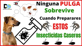 Ninguna PULGA Sobrevive a Estos Insecticidas Naturales | INSECTICIDA DE PULGAS