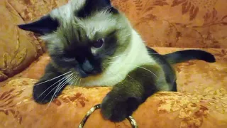 МОЙ ЛАСКОВЫЙ И НЕЖНЫЙ ЗВЕРЬ😉 😽😺 тайский кот Филя