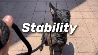 Working On Stability With High Intensity Dogs