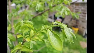 Grafting Persimmon Trees: A few points