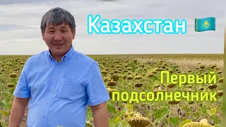 Первый подсолнечник, который мы увидели в Казахстане