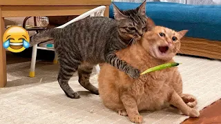 😂 You Laugh You Lose 🐈🤣 Funny Cats Videos 2024 🙀😘