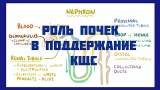 Роль почек в поддержании кщс осмосис на русском