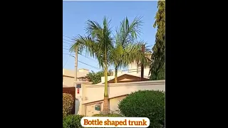 bottle palm tree/palm tree #shorts