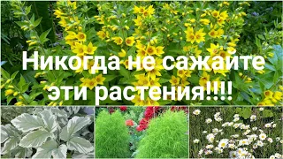 Осторожно!! Растение агрессоры!