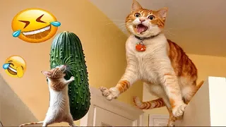 Funniest 2024😍Cats and 🥒 Cucumbers - Awesome Funny Pet Videos 😻🐕‍🦺Part 11