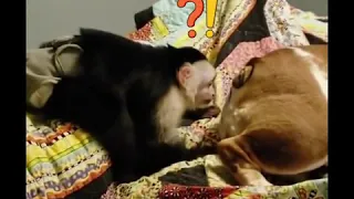 Monkey sticks finger in dogs butt