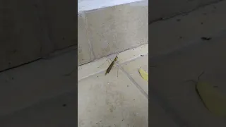 mantis palo con patas largas