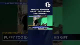 Adorable puppy gets too excited to deliver Christmas gift