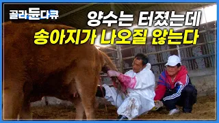 어미 소 뱃속에서 뒤집어진 송아지! 촌각을 다투는 난산 상황|농촌에 없어서는 안되는 존재, 남다른 사명감과 희생정신을 가진 대동물 수의사|극한직업|#골라듄다큐