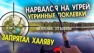 Поехал за судаком а наловил угрей. Угорь в июле на донки. КАК ЛОВИТЬ УГРЯ  zutis cope Lielupē