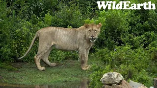 WildEarth - Sunset Safari - 17 January 2024