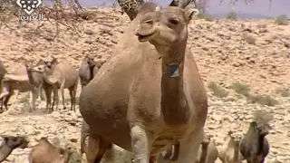 حياة البدو فى الصحراء المغربية-3