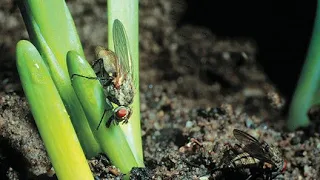 Naravna zaščita pred čebulno muho