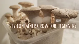 SIMPLE CONTAINER OYSTER MUSHROOM TEK, Step by Step Guide for Beginners