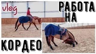 VLOG: день НХ/день из жизни конника 🐴