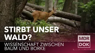 Stirbt unser Wald? Wissenschaft zwischen Baum und Borke | MDR Wissen